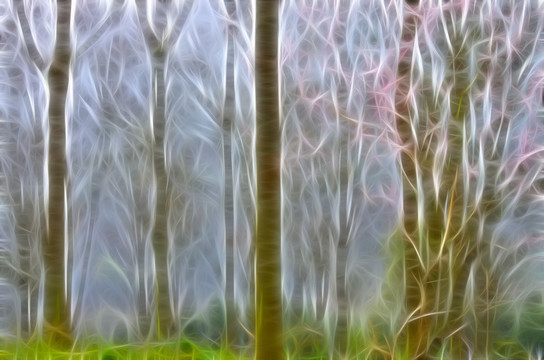 夢幻森林