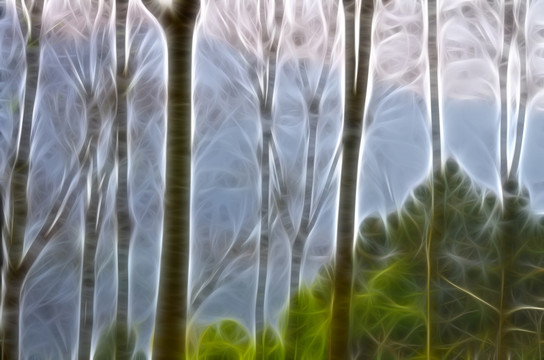 叢林背景