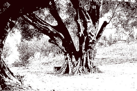 黑白树 树木背景