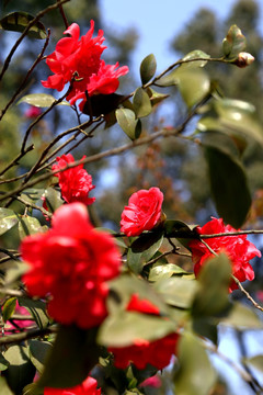 茶花朵朵 红茶花