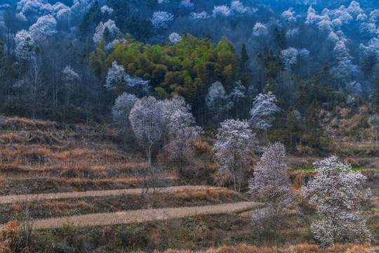 玉兰花