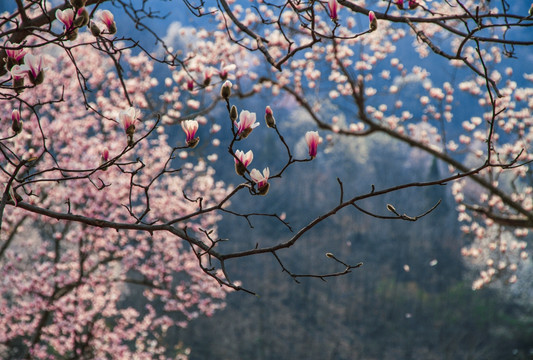 玉兰花