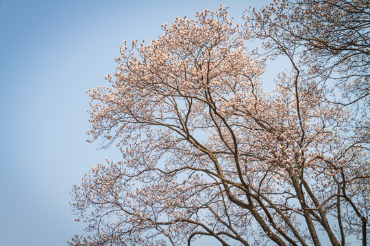 玉兰花