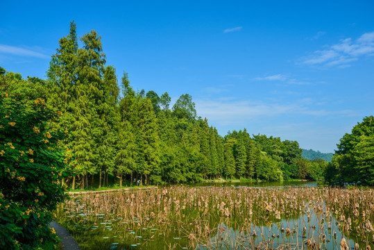 蓝天阳光树林