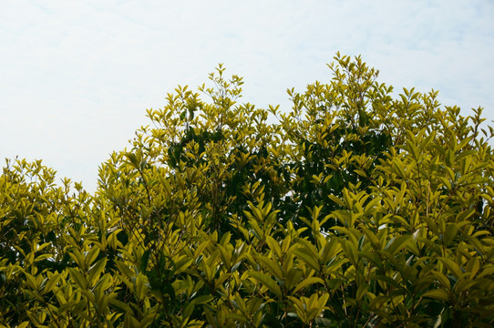 桂花树