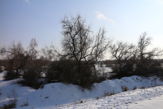 雪野 树林