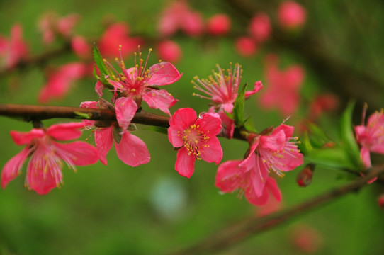 桃花