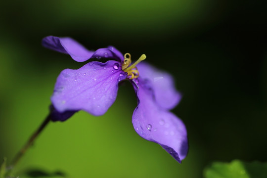 紫色菜花