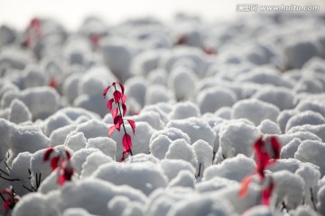 红叶白雪