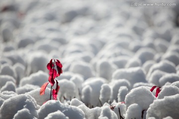 白雪红叶