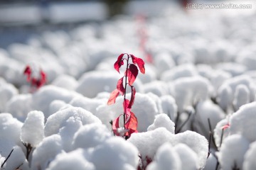 白雪红叶