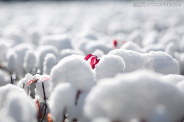 白雪红叶