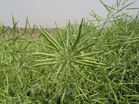 油菜花 油菜 油菜夹子 油菜田