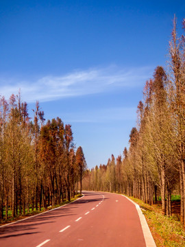 公园道路