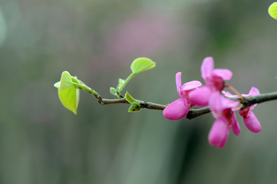 紫荆 紫荆花特写