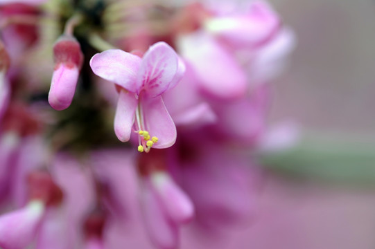 紫荆 紫荆花特写