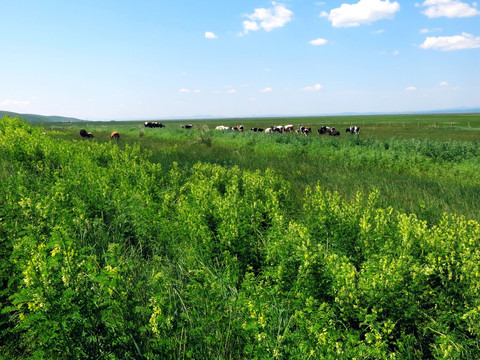 夏季边境草原牧场牛群