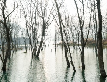 水中树林