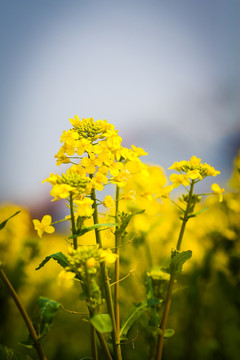 油菜花