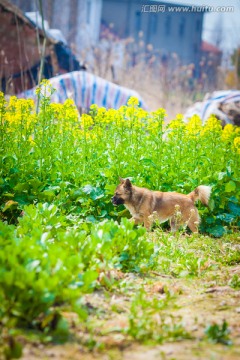 田园犬