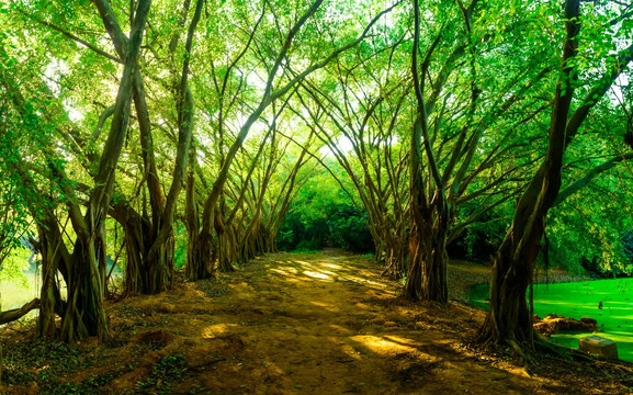 阳光森林背景