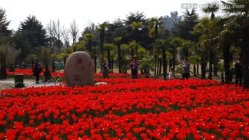 郁金香花博会