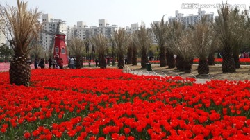 郁金香花博会