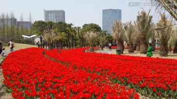 郁金香花博会