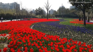 郁金香花博会