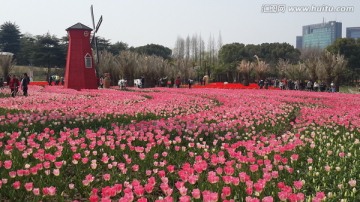 郁金香花博会