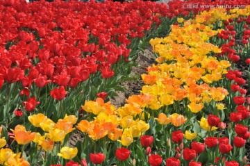 郁金香花博会