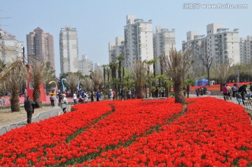 郁金香花博会