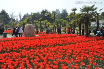 郁金香花博会