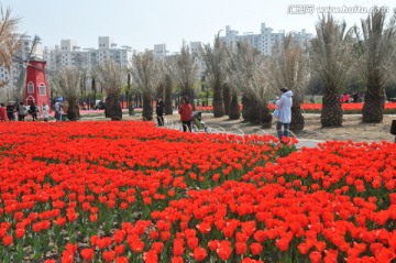 郁金香花博会