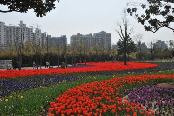 郁金香花博会