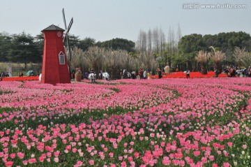 郁金香花博會