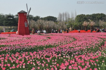 郁金香花博会