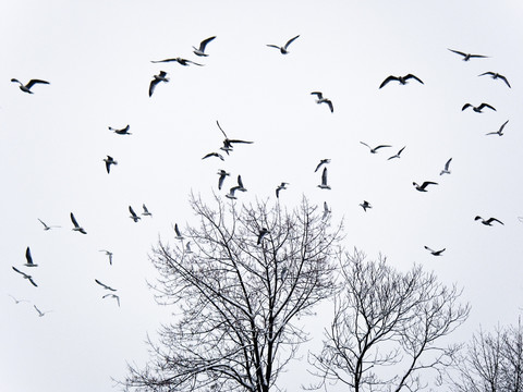 天空 惊鸟 群鸟