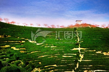 永福樱花茶园