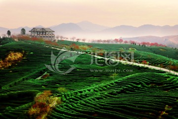 茶园 茶山 樱花园