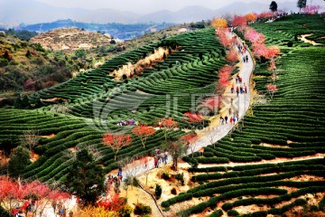 茶园 茶山 樱花 樱花园