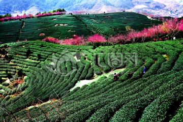 永福樱花 茶园