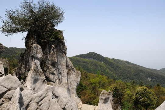 华蓥山石林