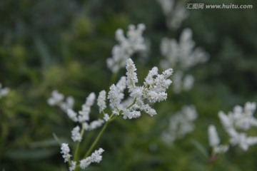 高山蓼