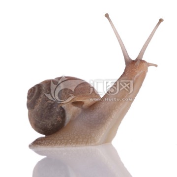 蜗牛昆虫螺类