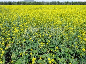 夏季油菜田