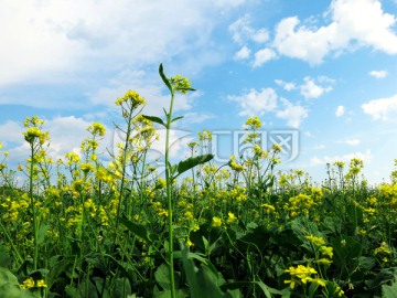 油菜花特写