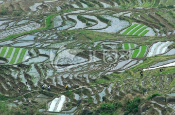 尤溪联合梯田