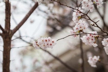 日本樱花