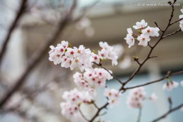 东京樱花